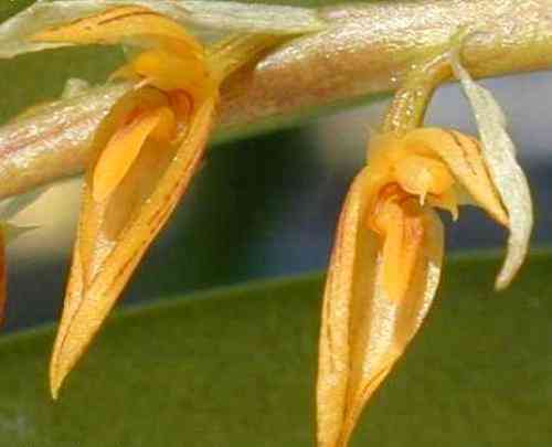 Bulbophyllum rufinum 